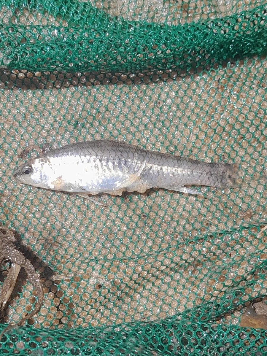 Crenuchidi (Darter tetra)