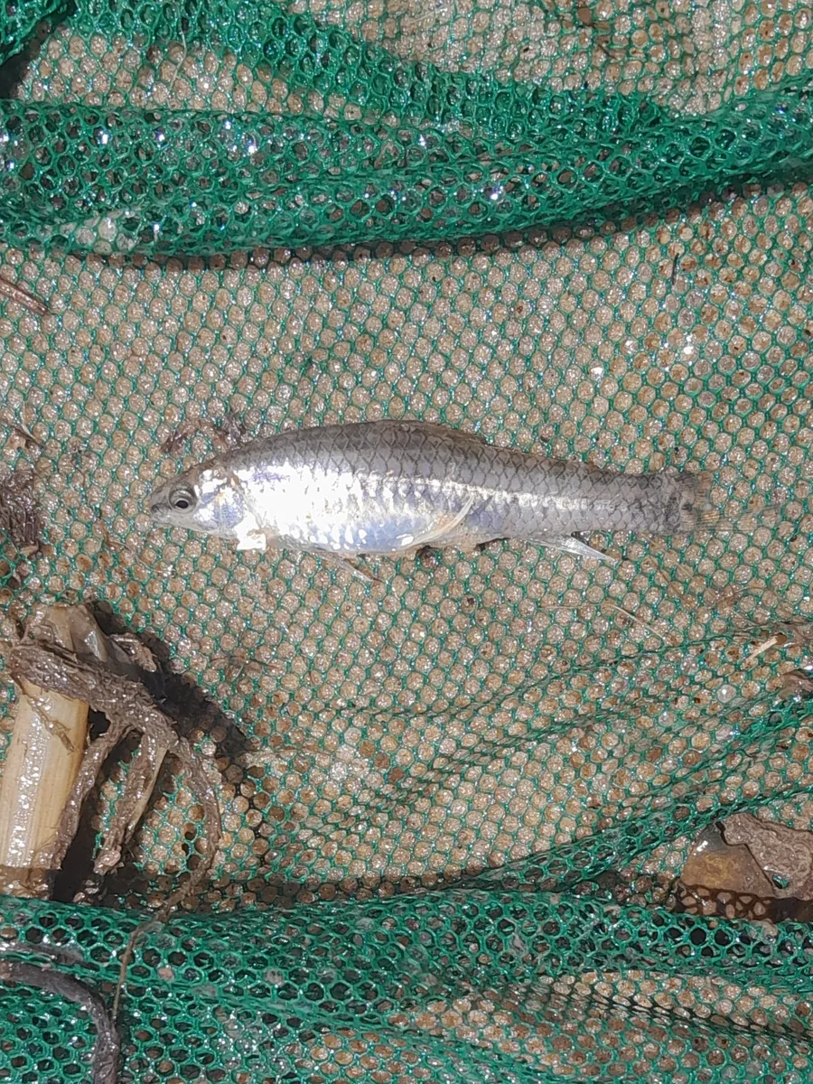 Miniatura: Characidium (Characidium spp.)