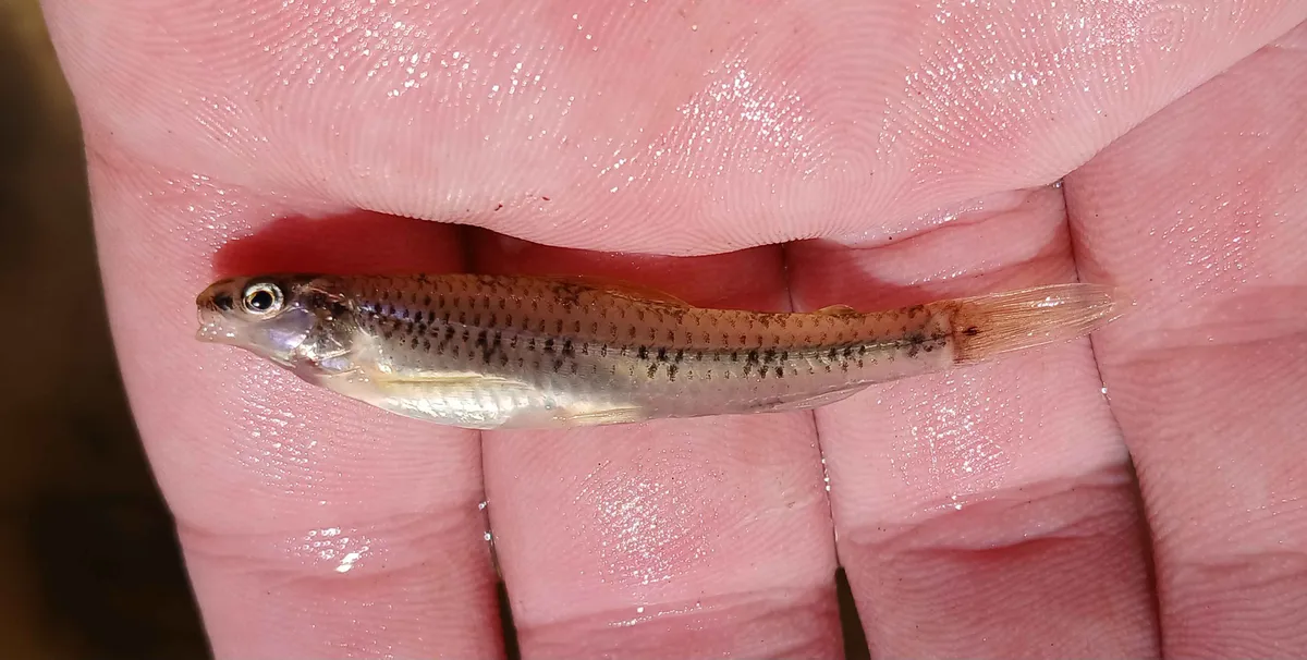Miniatura: Characidium (Characidium spp.)