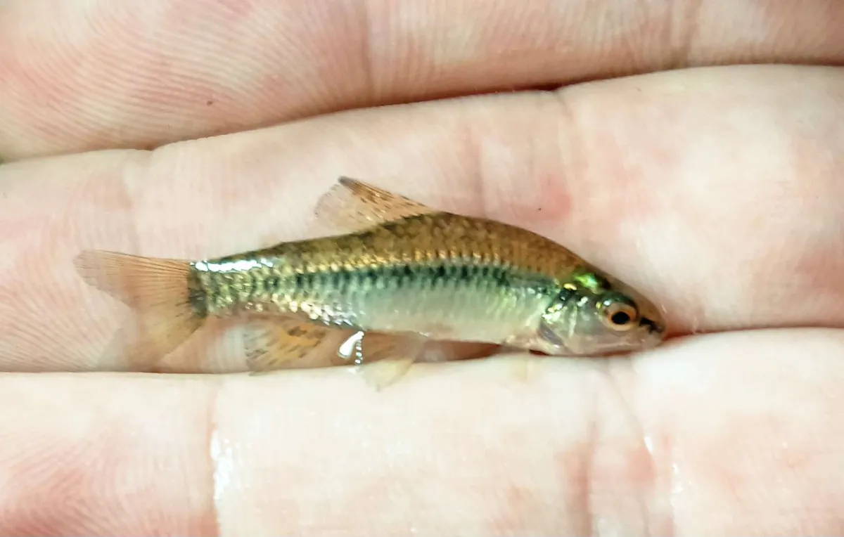 Miniatura: Characidium (Characidium spp.)