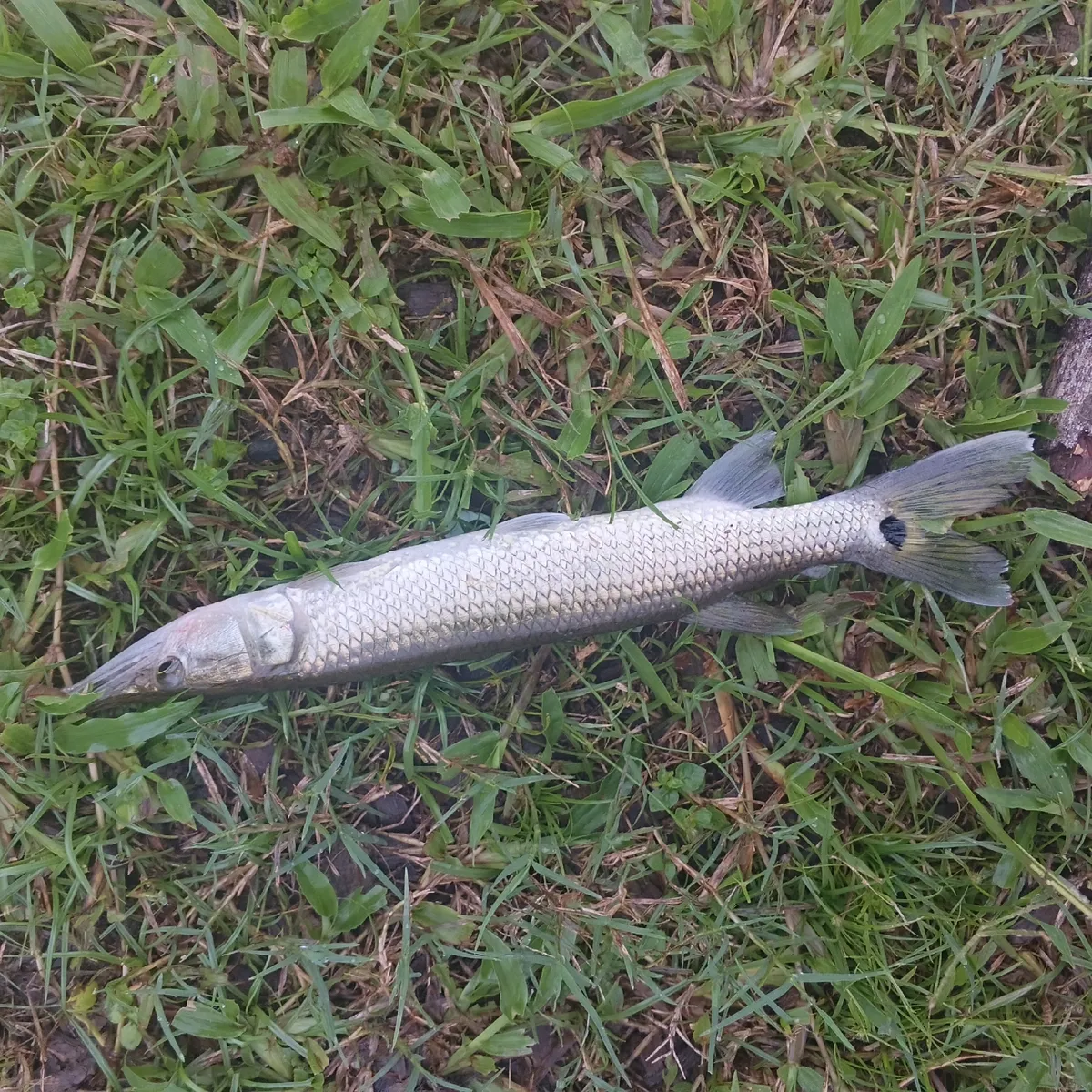 Miniatura: Ctenolucius (Ctenolucius spp.)