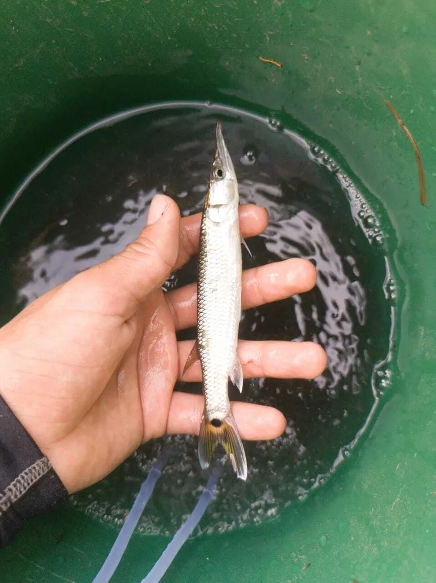 Miniatura: Ctenolucius (Ctenolucius spp.)