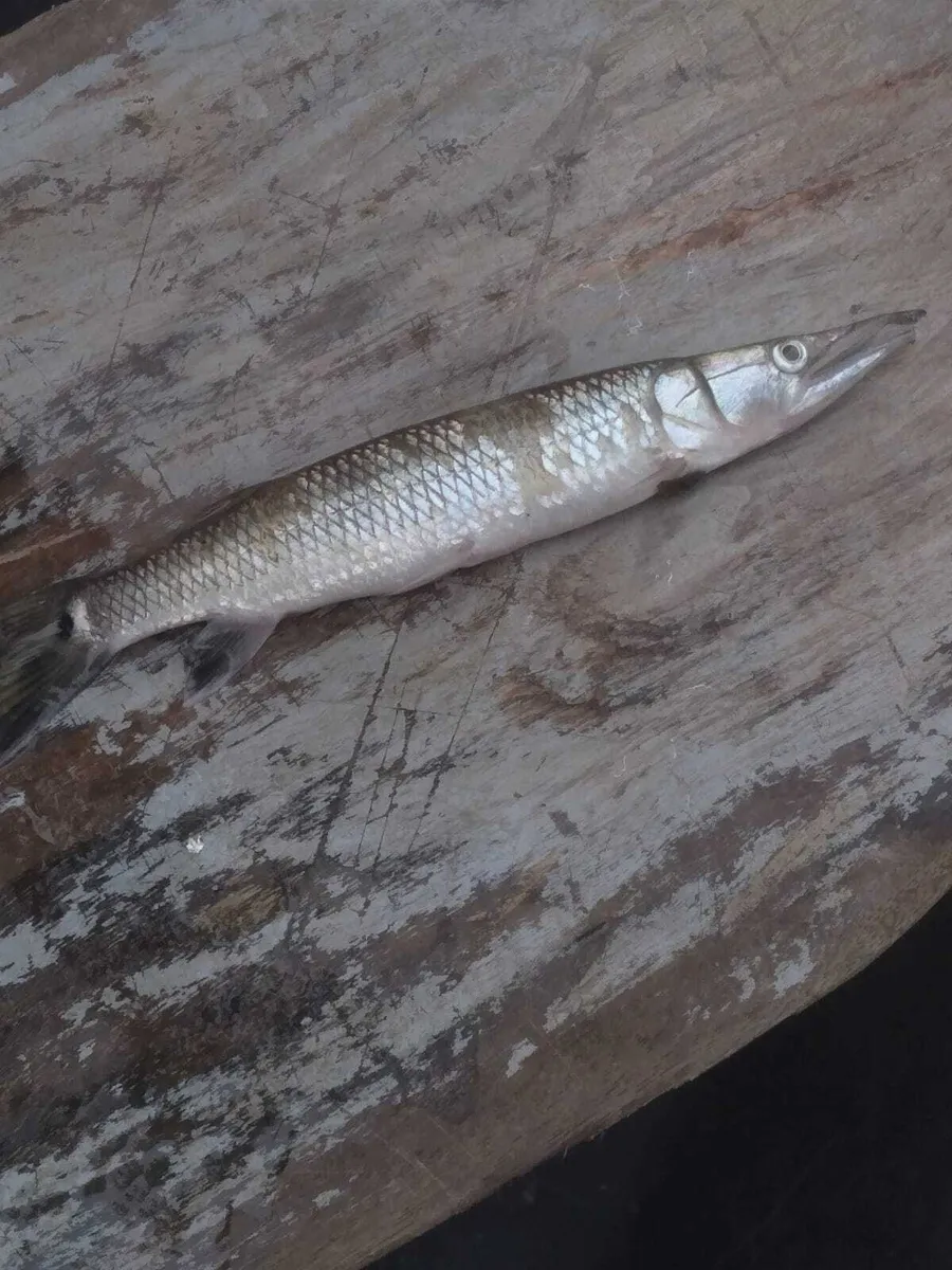 Miniatura: Ctenolucius (Ctenolucius spp.)