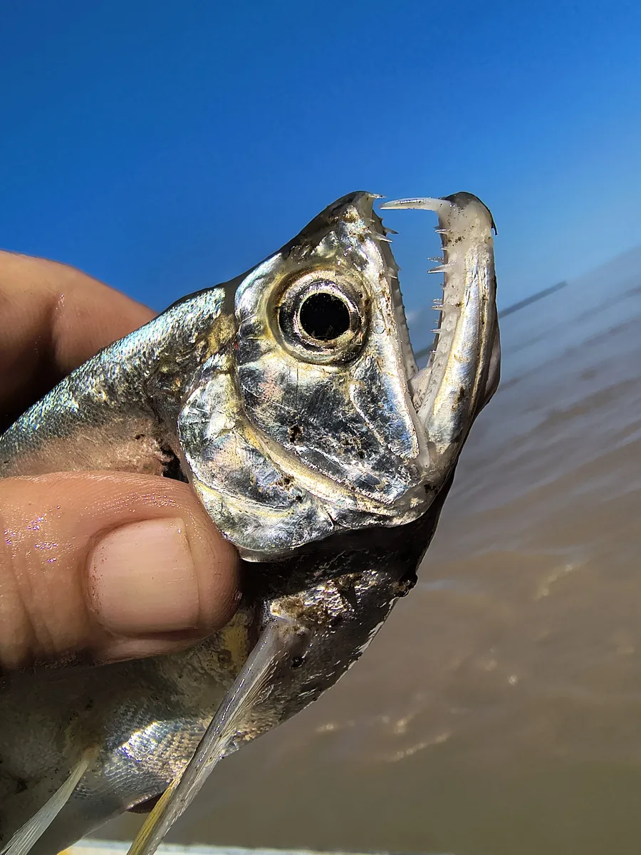 Miniatura: Hydrolycus (Hydrolycus spp.)