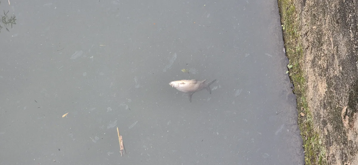 Miniatura: Balantiocheilos (Balantiocheilos spp.)