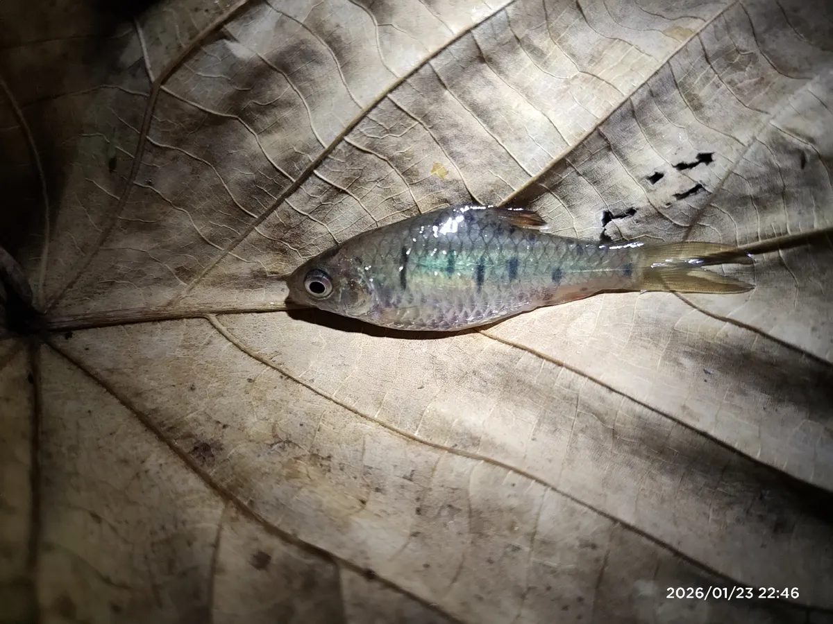 Miniatura: Barbodes (Barbodes spp.)