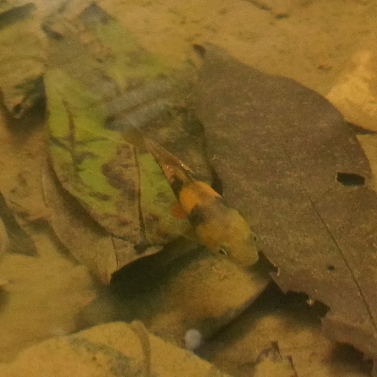 Miniatura: Barbodes (Barbodes spp.)