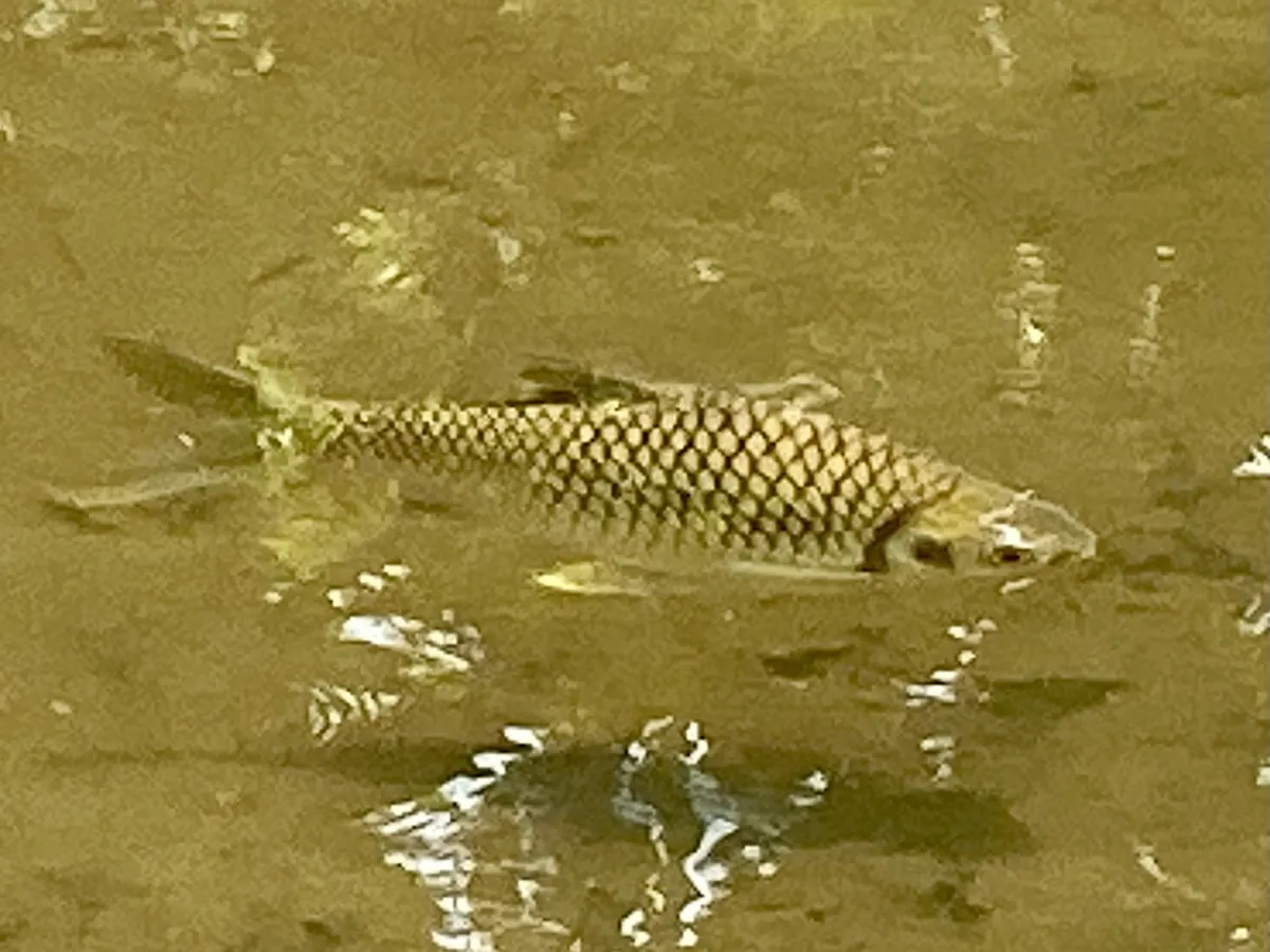 Miniatura: Barbonymus (Barbonymus spp.)
