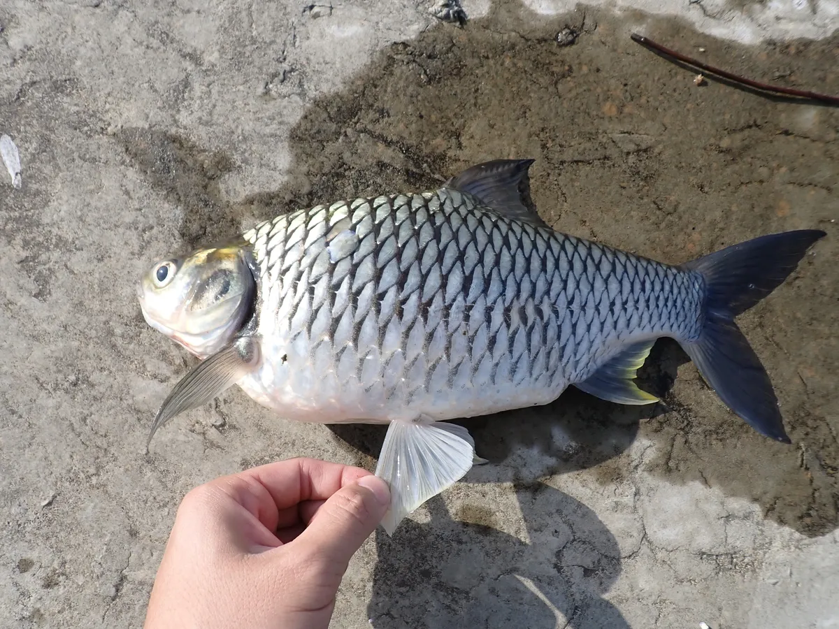 Miniatura: Barbonymus (Barbonymus spp.)