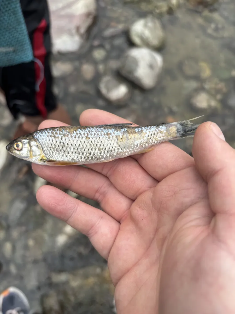 Miniatura: Barilius (Barilius spp.)