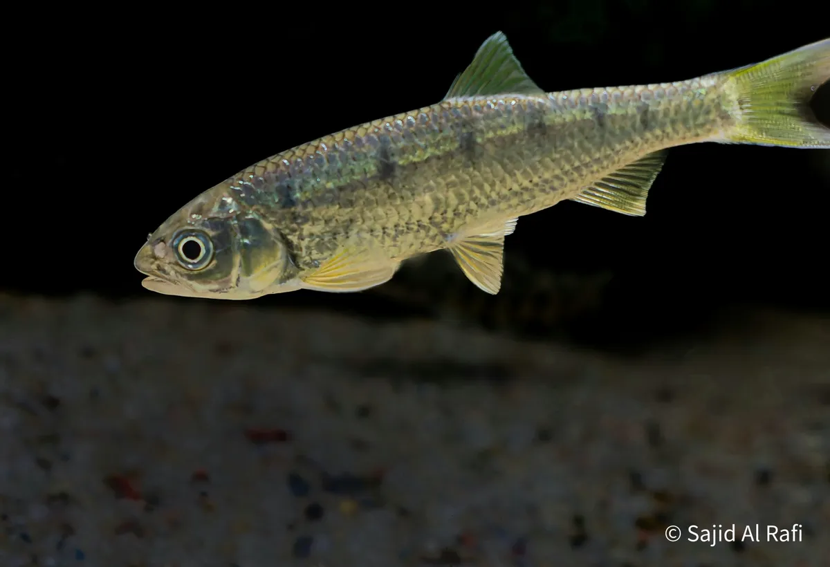 Miniatura: Barilius (Barilius spp.)