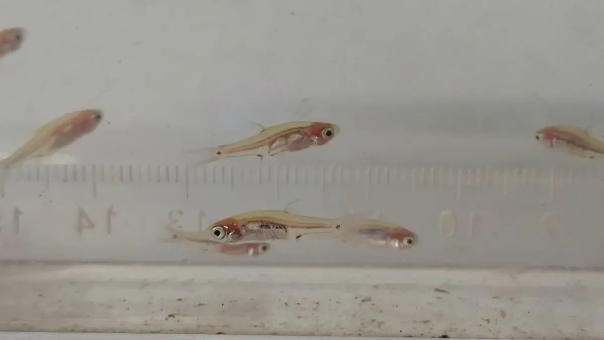 Boraras (Boraras spp.)