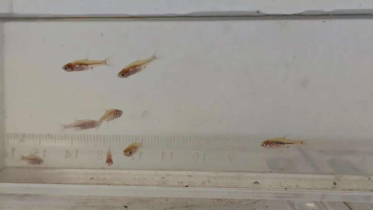 Miniatura: Boraras (Boraras spp.)