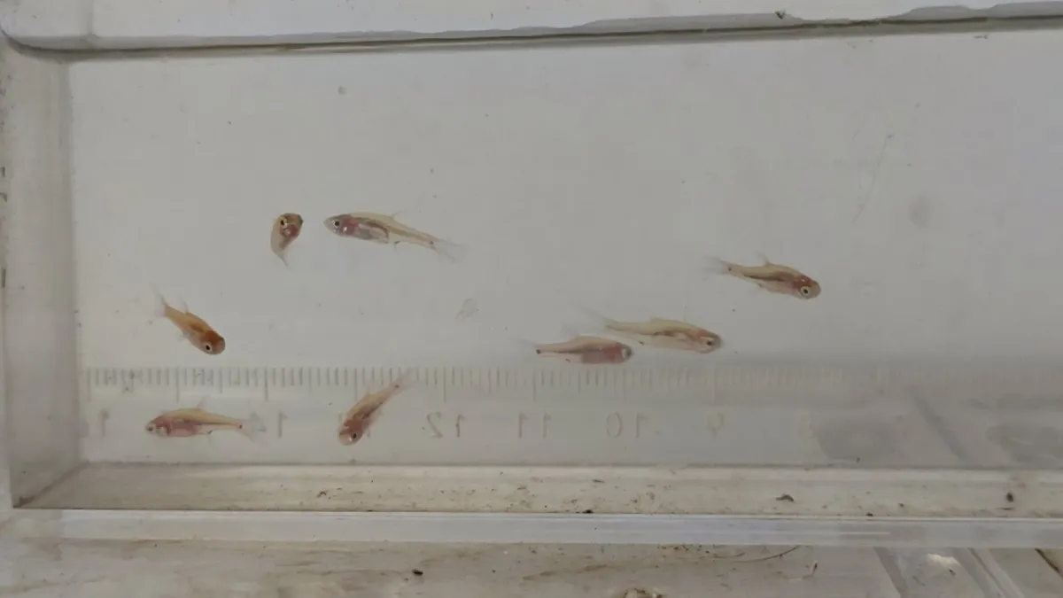 Miniatura: Boraras (Boraras spp.)