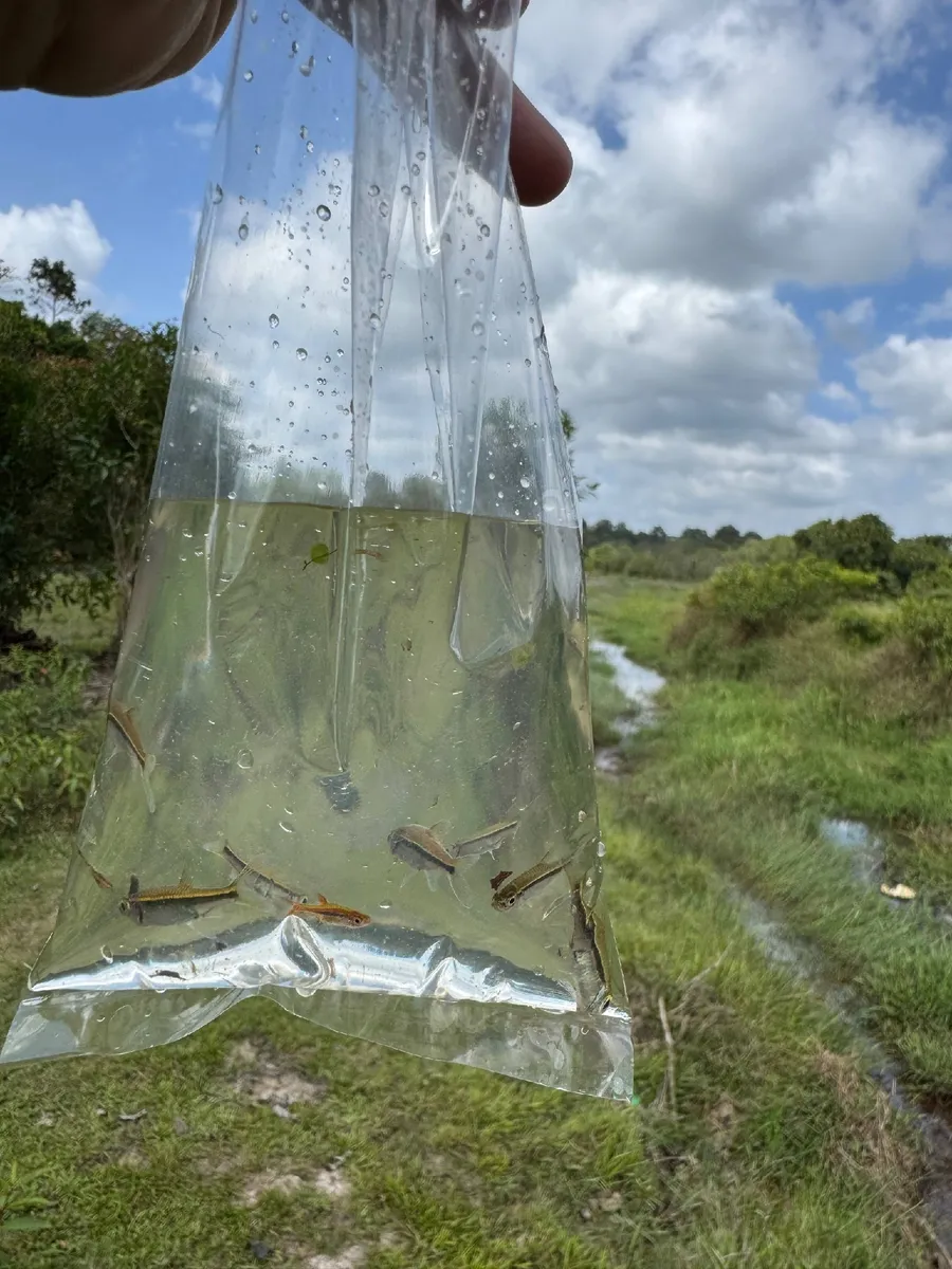 Miniatura: Boraras (Boraras spp.)