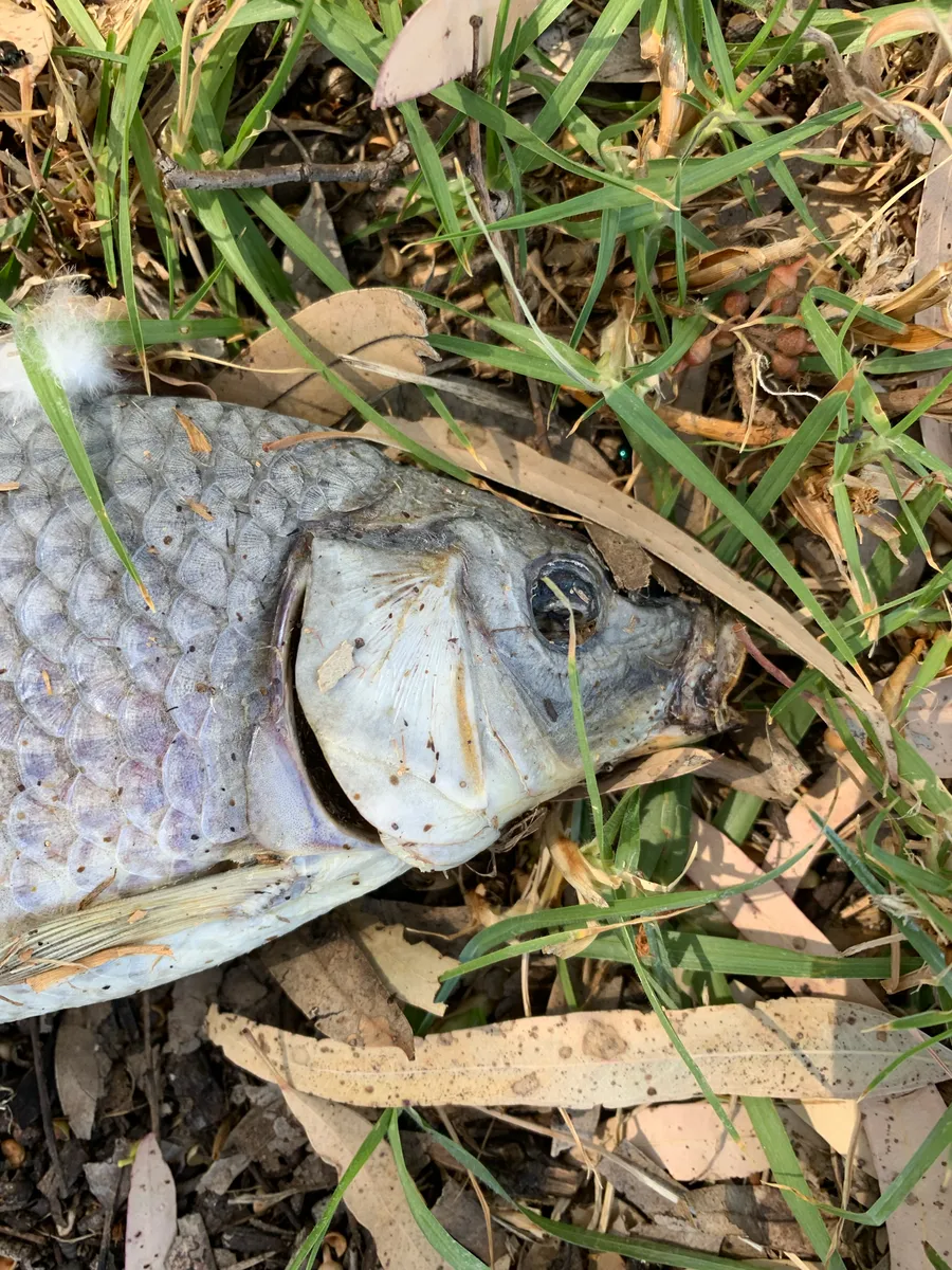 Miniatura: Carassius (Carassius spp.)