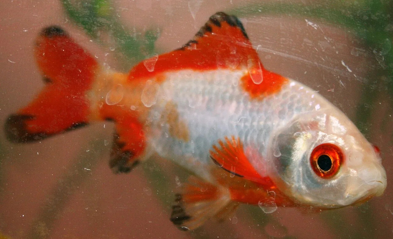 Cometa (Carassius auratus var. Cometa)