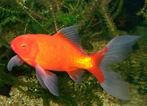 Miniatura: Cometa (Carassius auratus var. Cometa)