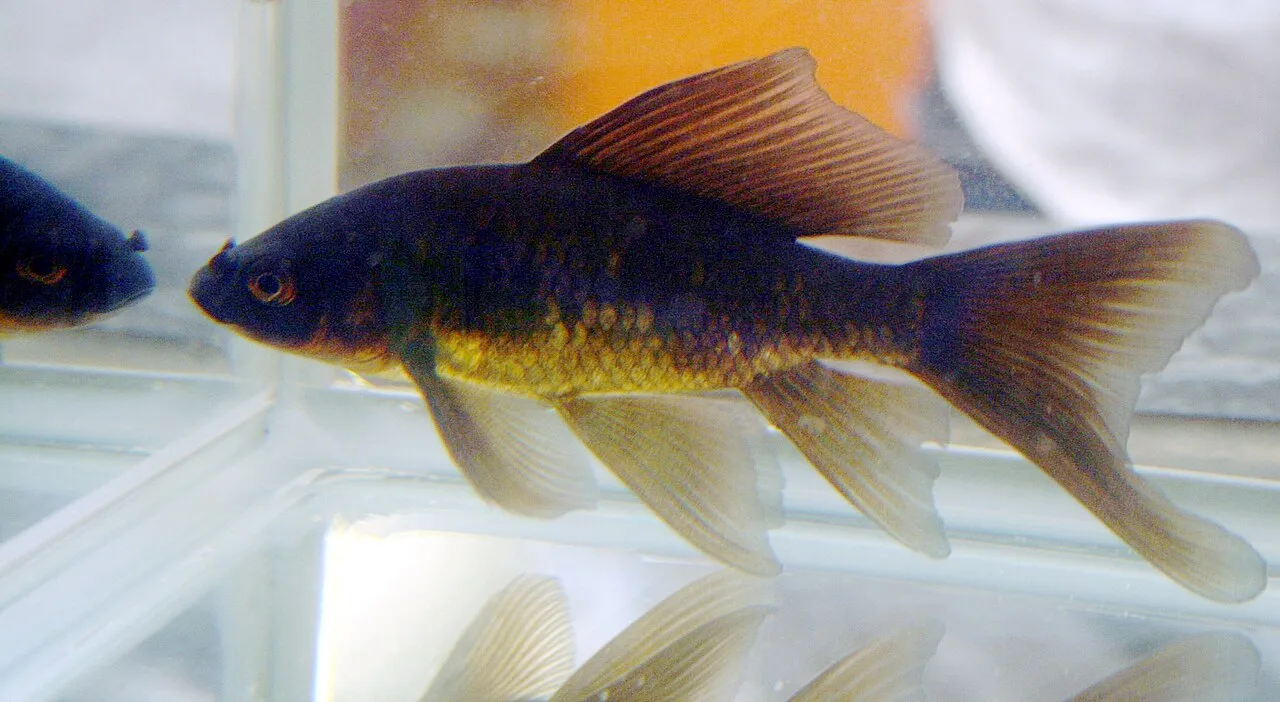 Miniatura: Cometa (Carassius auratus var. Cometa)