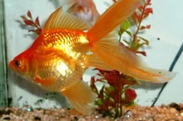 Miniatura: Fantail (Carassius auratus var. Fantail)