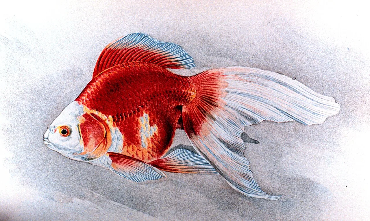 Miniatura: Ryukin (Carassius auratus var. Ryukin)