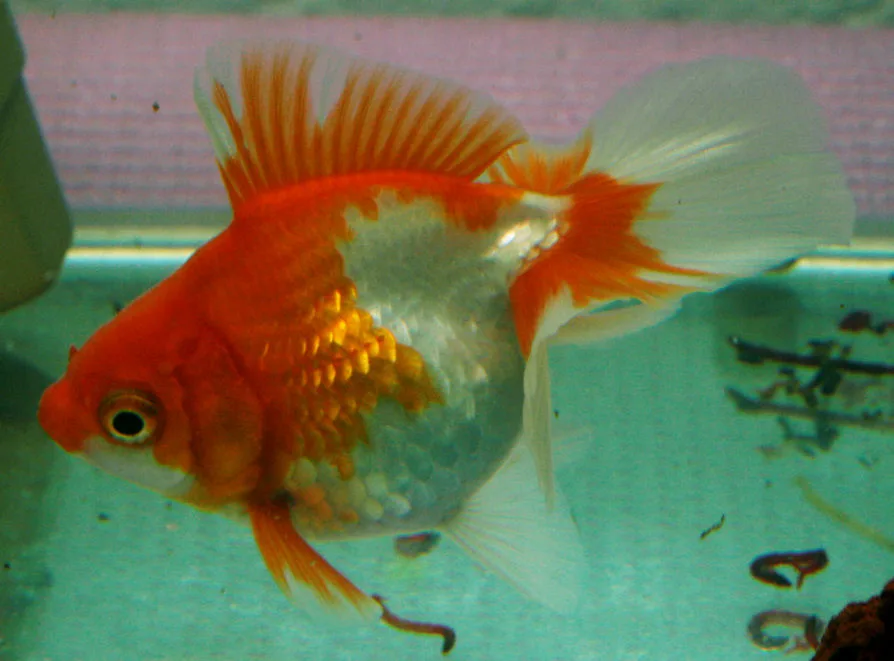 Tosakin (Carassius auratus var. Tosakin)