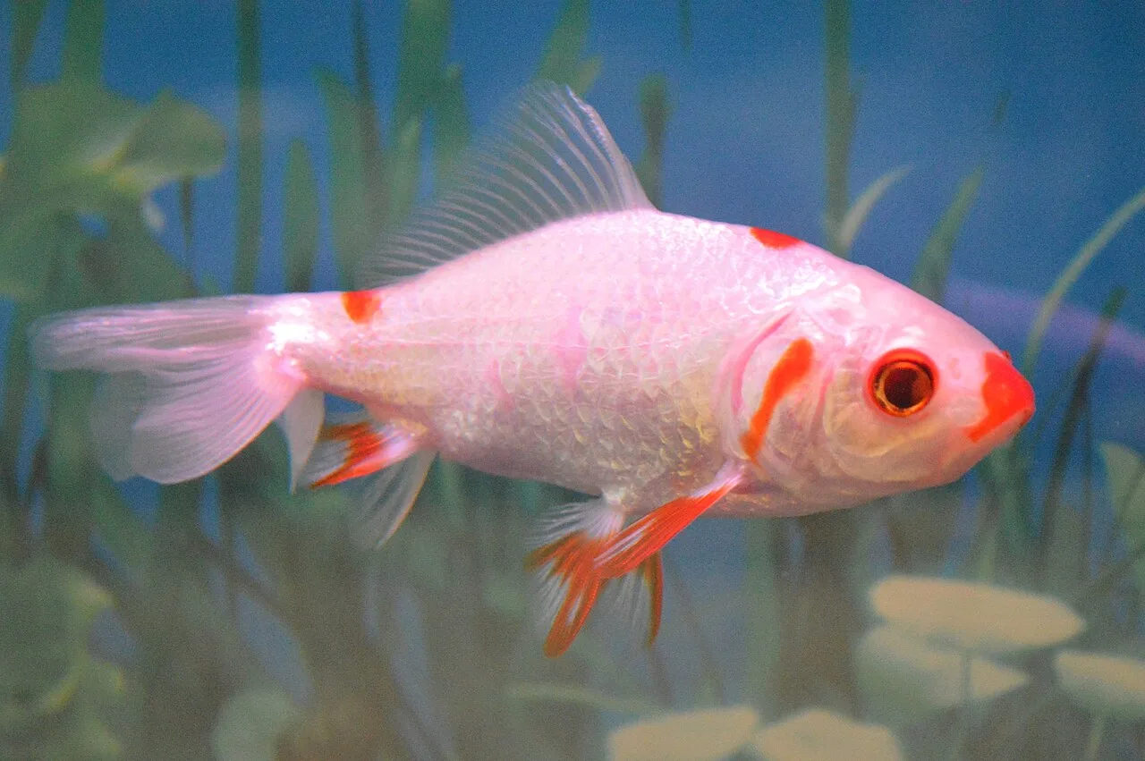 Wakin (Carassius auratus var. Wakin)