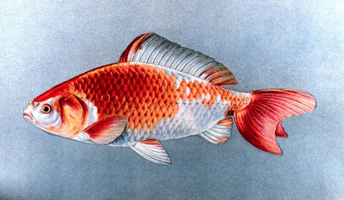 Miniatura: Wakin (Carassius auratus var. Wakin)