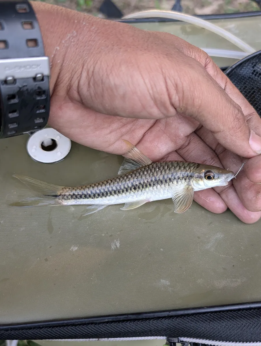 Crossocheilus (Crossocheilus spp.)