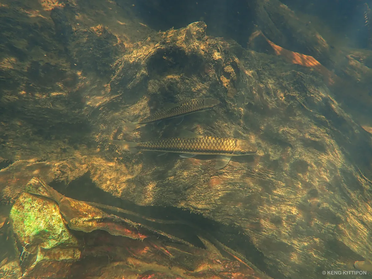 Miniatura: Crossocheilus (Crossocheilus spp.)