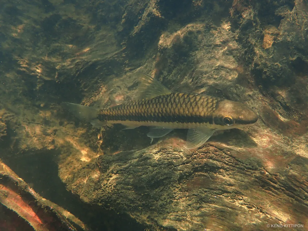 Miniatura: Crossocheilus (Crossocheilus spp.)