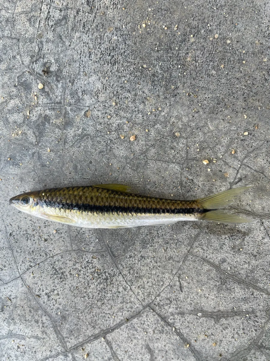 Miniatura: Crossocheilus (Crossocheilus spp.)