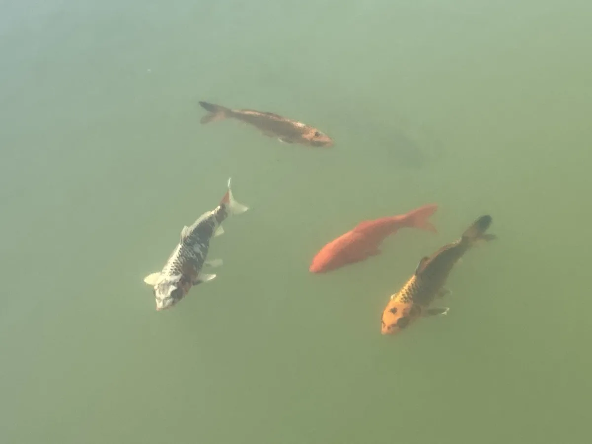 Cyprinus (Cyprinus spp.)