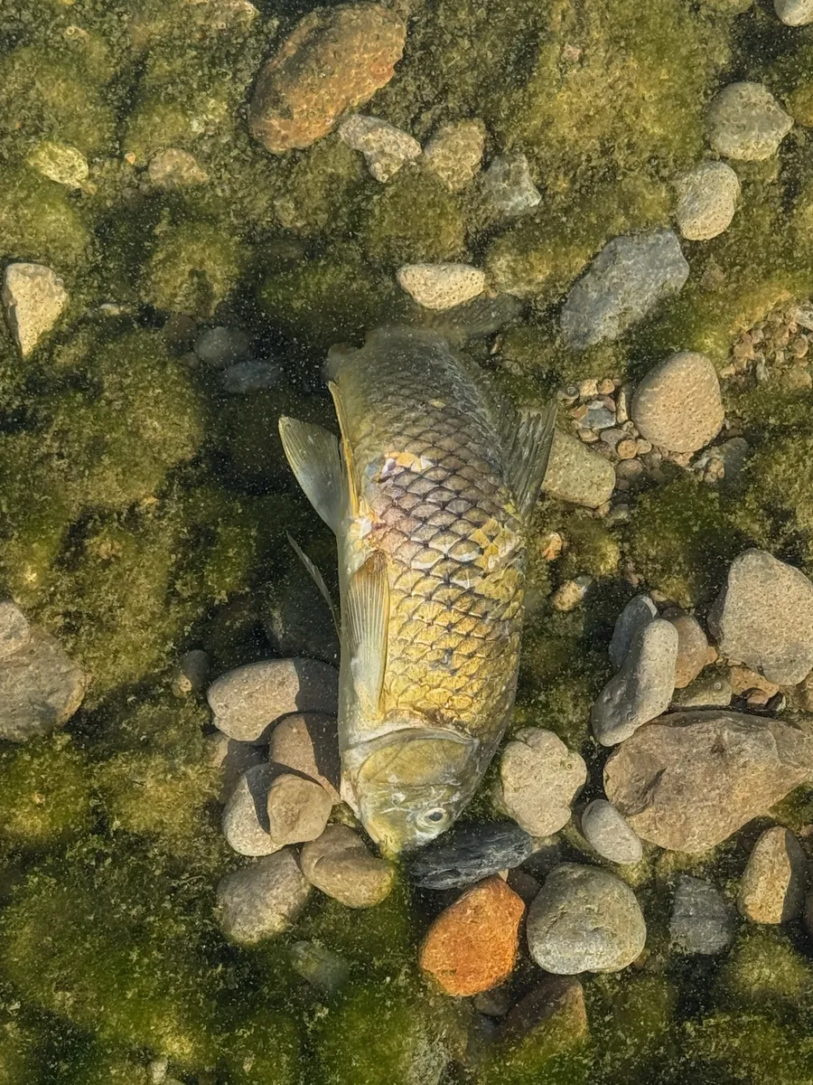 Miniatura: Cyprinus (Cyprinus spp.)