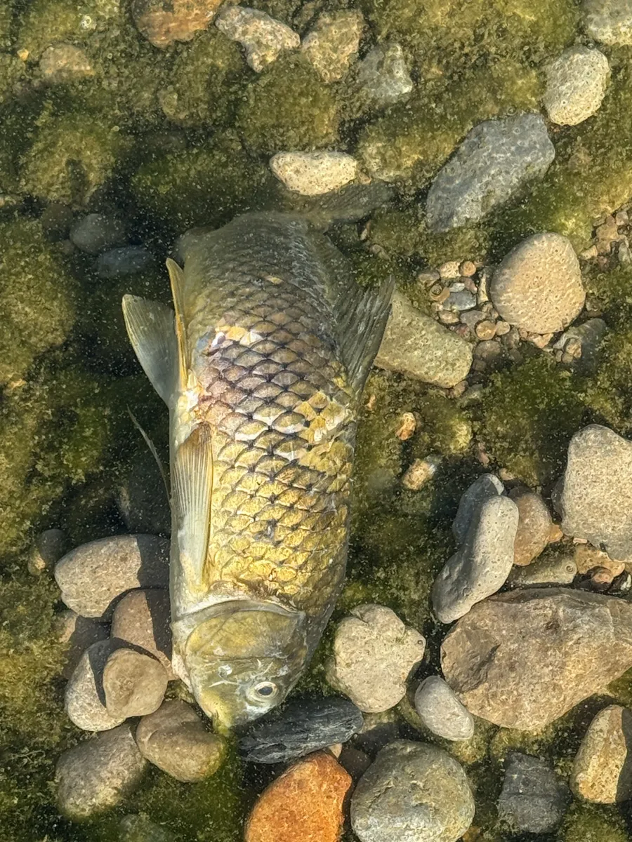 Miniatura: Cyprinus (Cyprinus spp.)