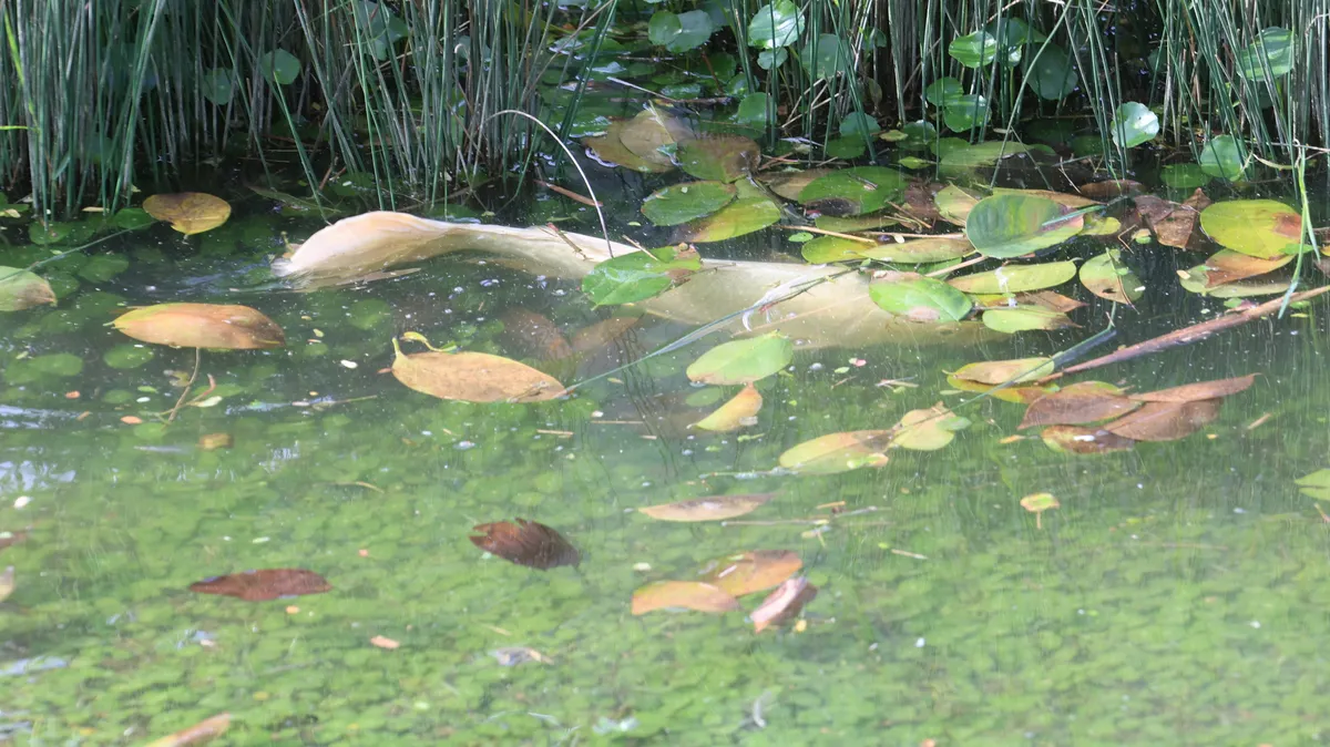 Miniatura: Cyprinus (Cyprinus spp.)