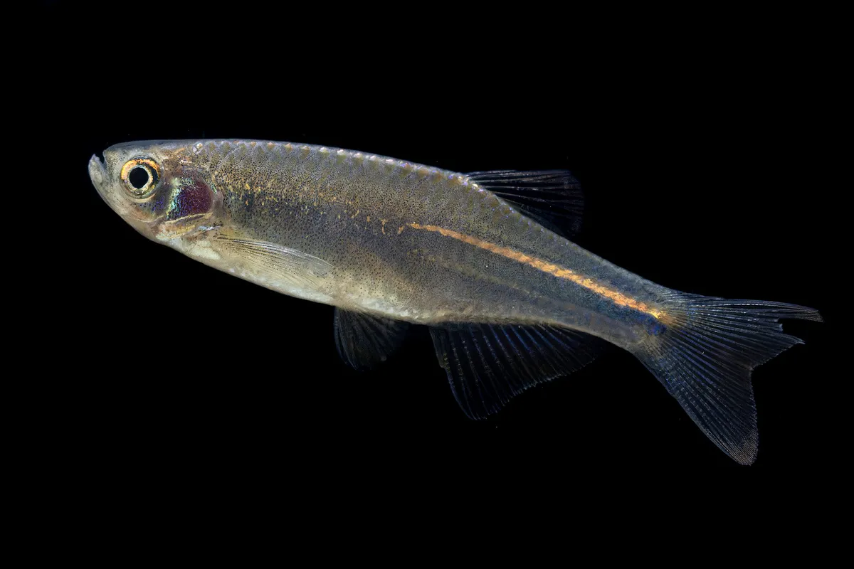 Danio (Danio spp.)