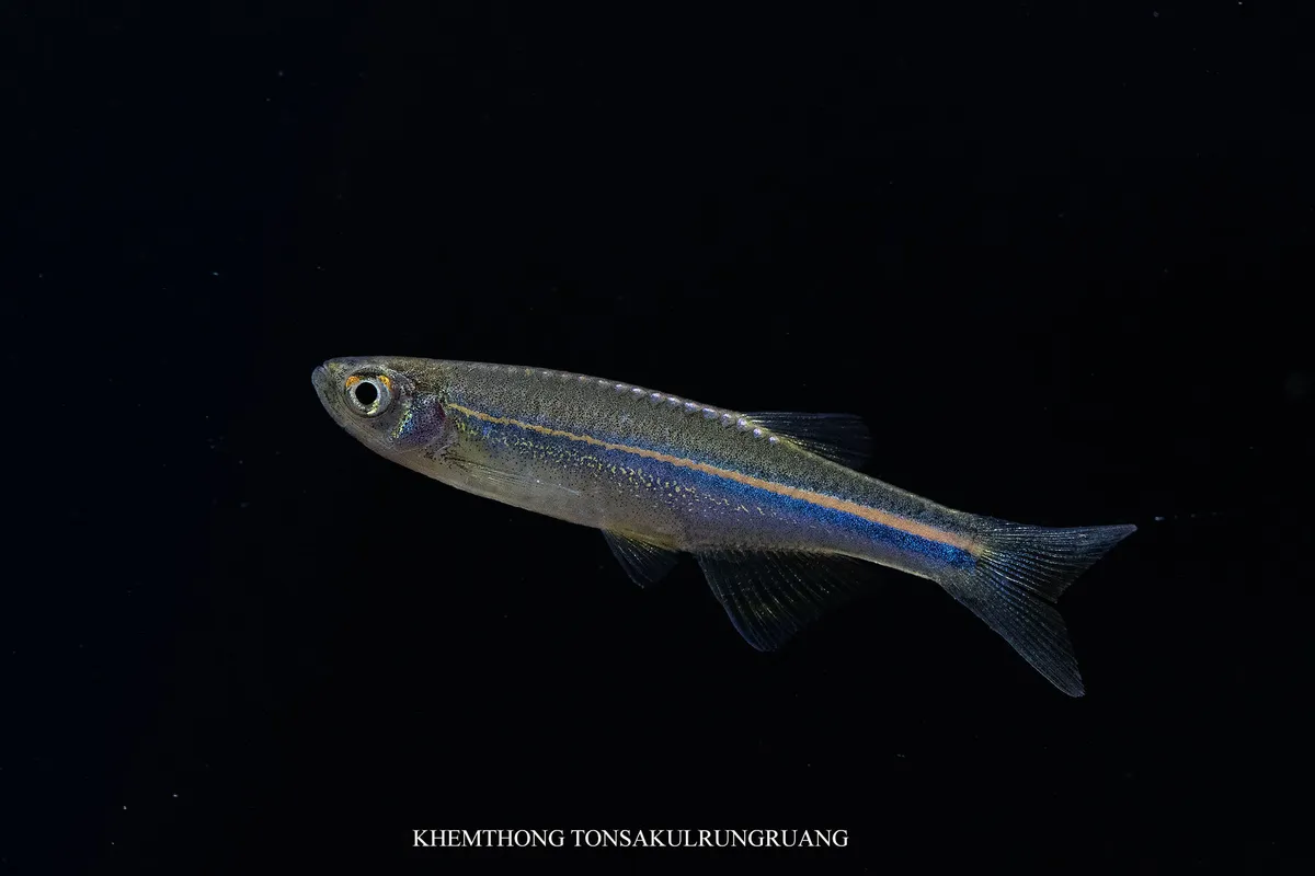 Miniatura: Danio (Danio spp.)