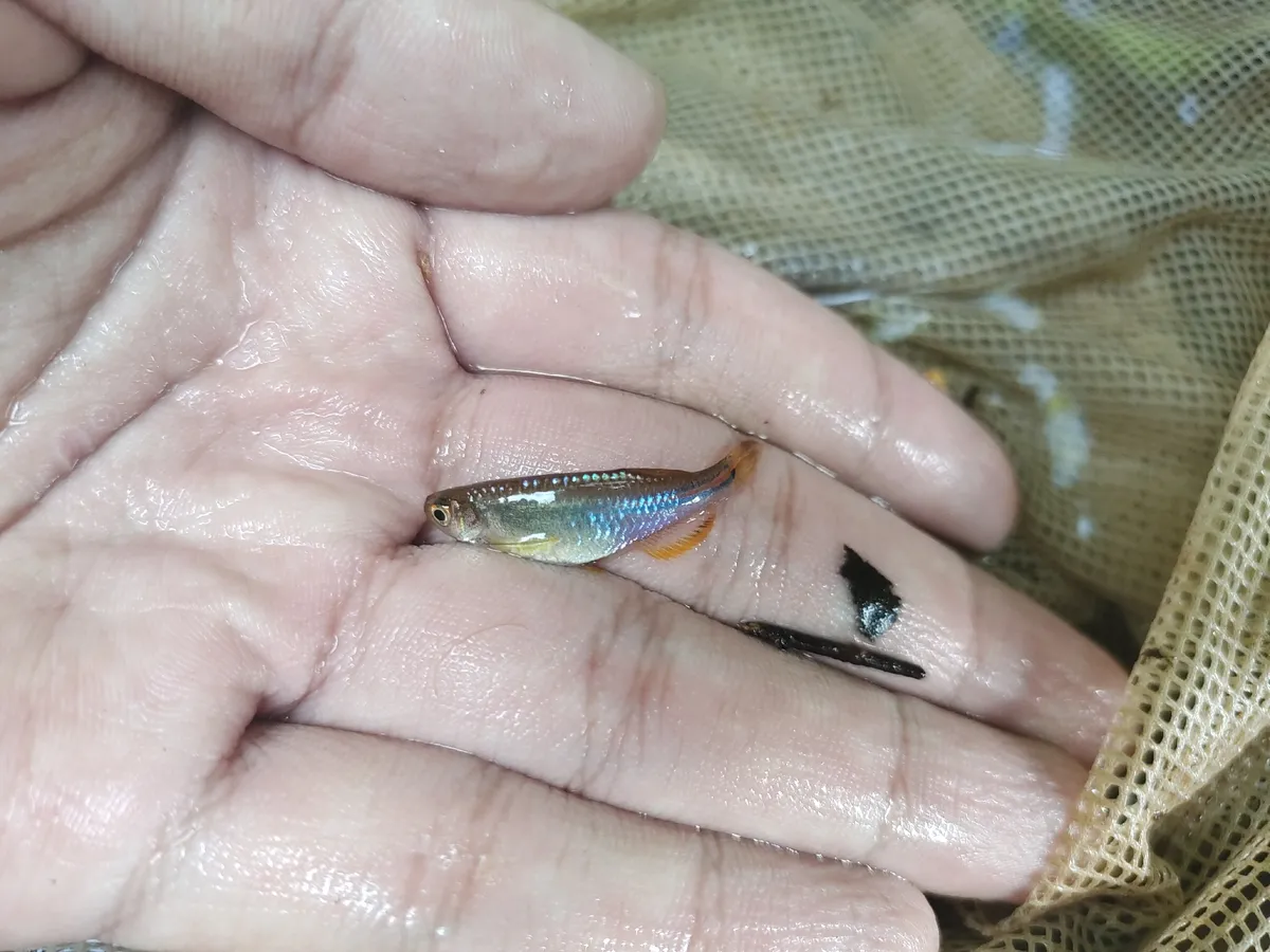 Miniatura: Danio (Danio spp.)