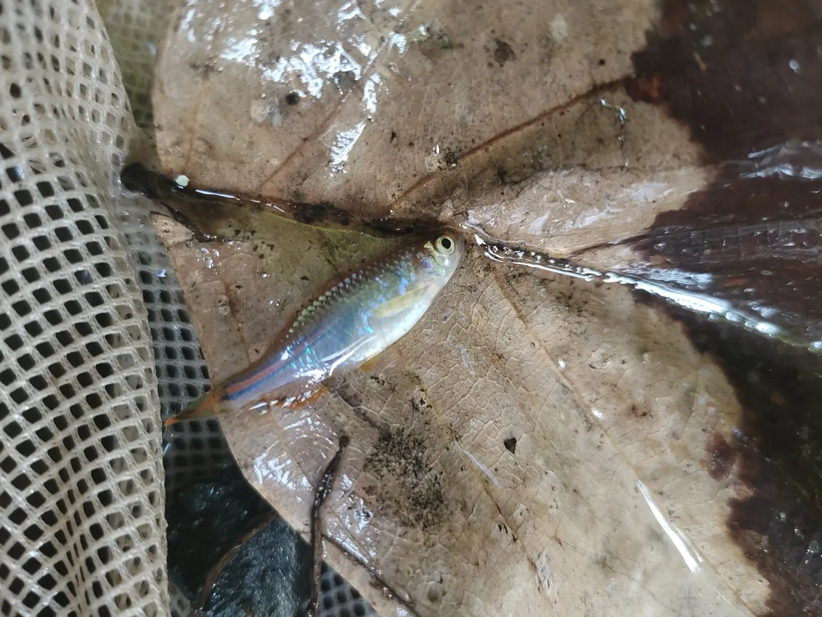 Miniatura: Danio (Danio spp.)