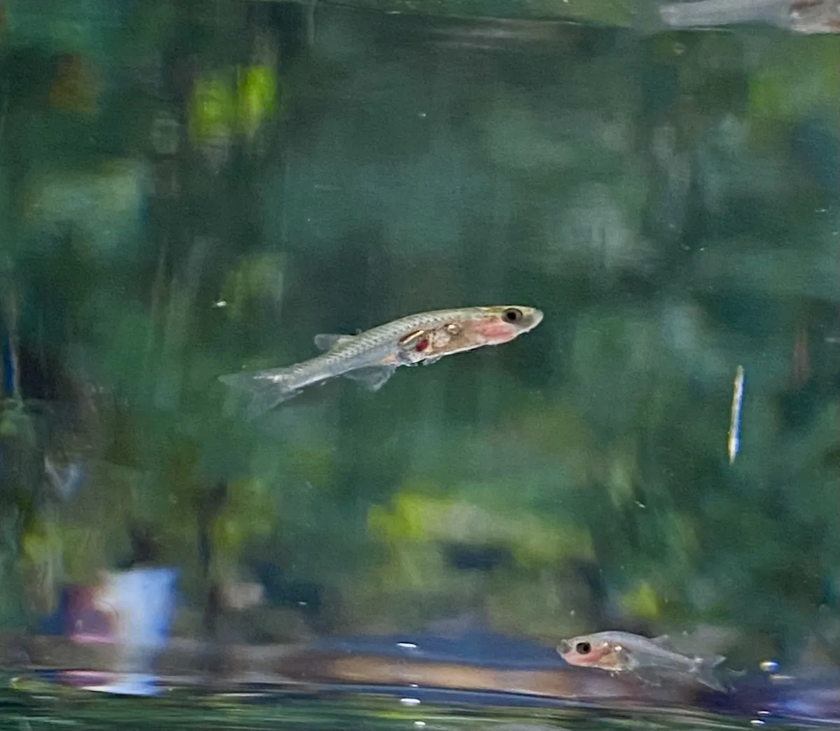 Danionella (Danionella spp.)