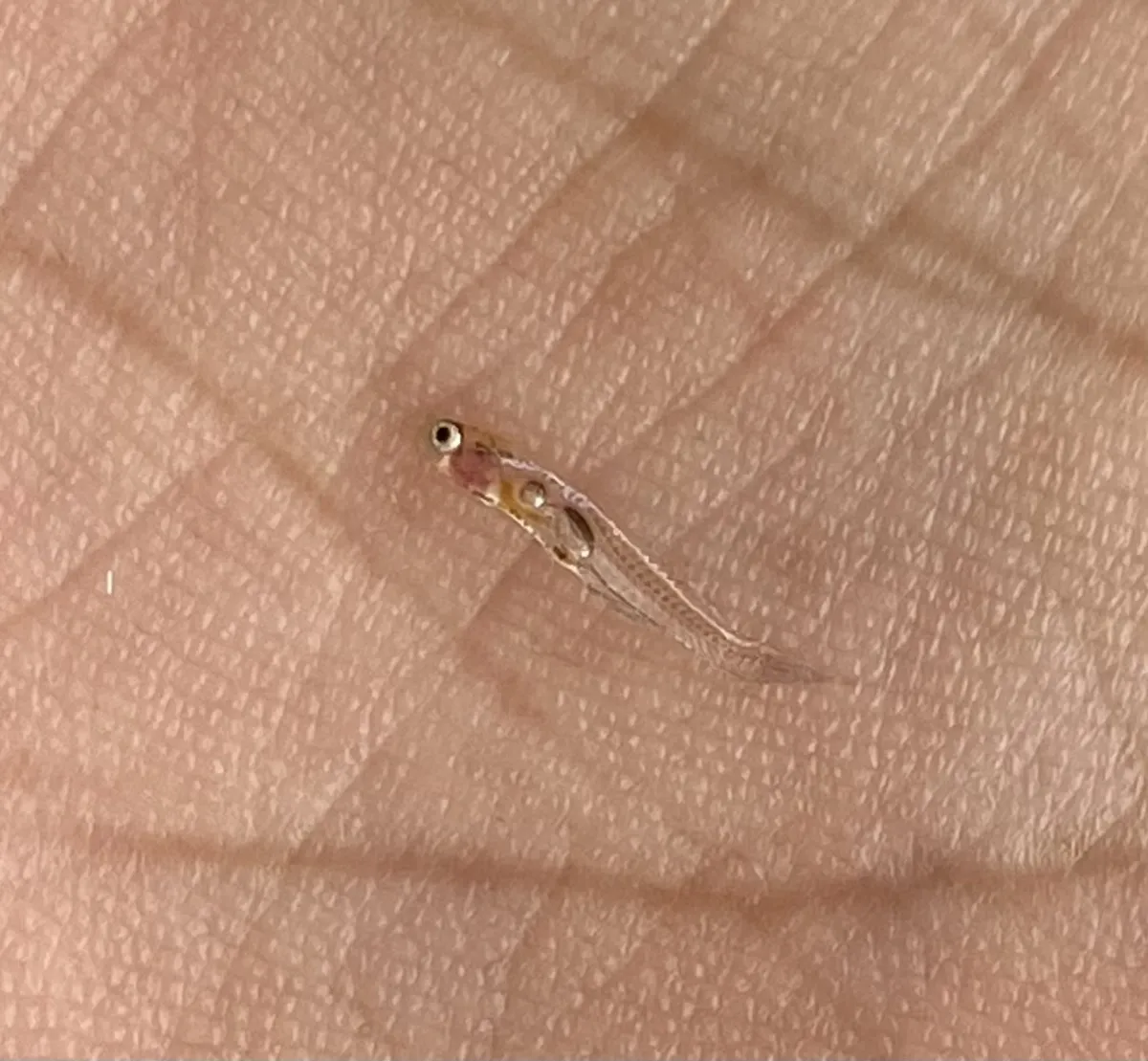 Miniatura: Danionella (Danionella spp.)