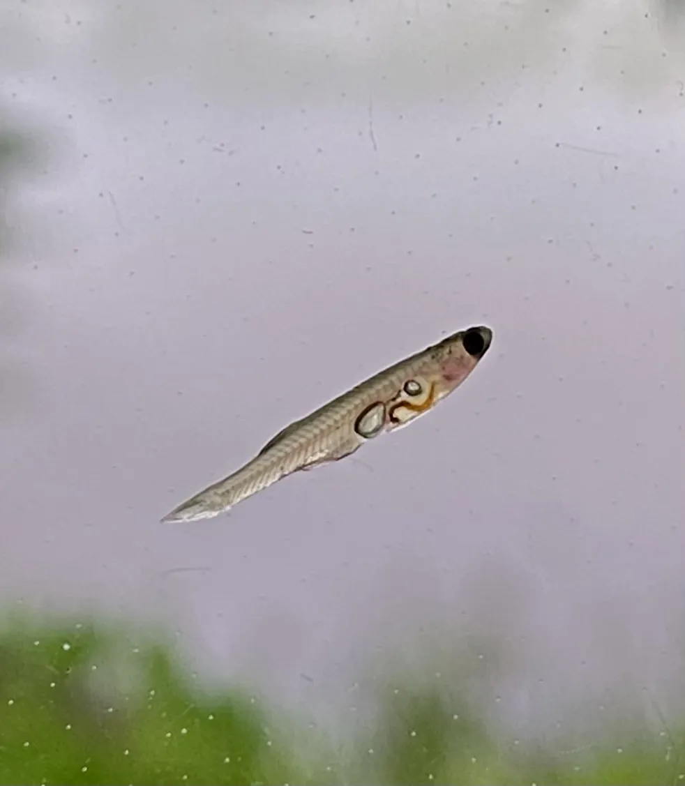 Miniatura: Danionella (Danionella spp.)