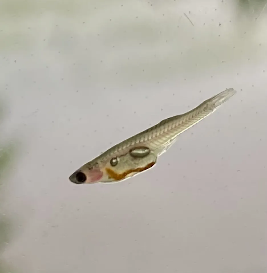 Miniatura: Danionella (Danionella spp.)