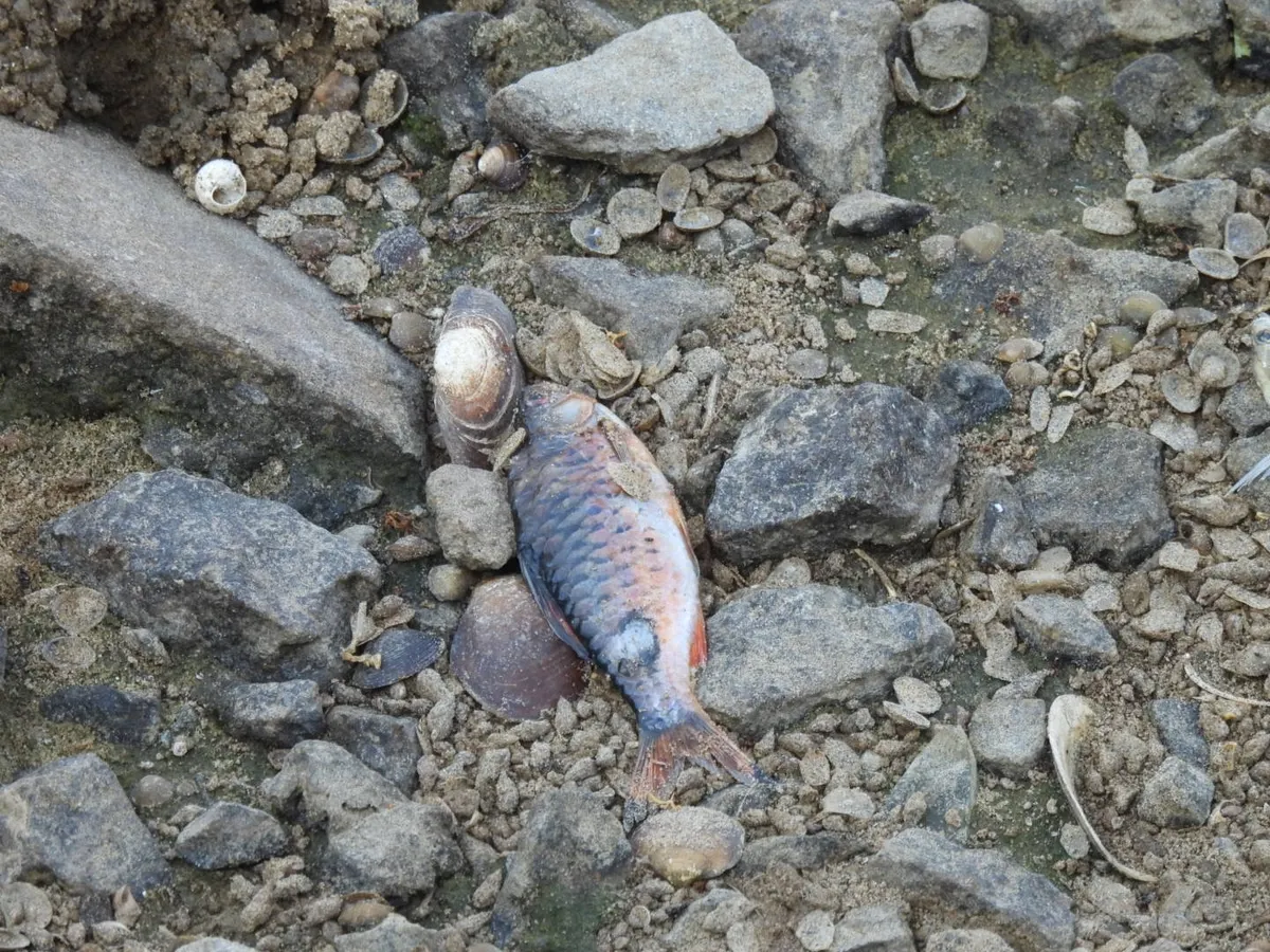 Miniatura: Dawkinsia (Dawkinsia spp.)