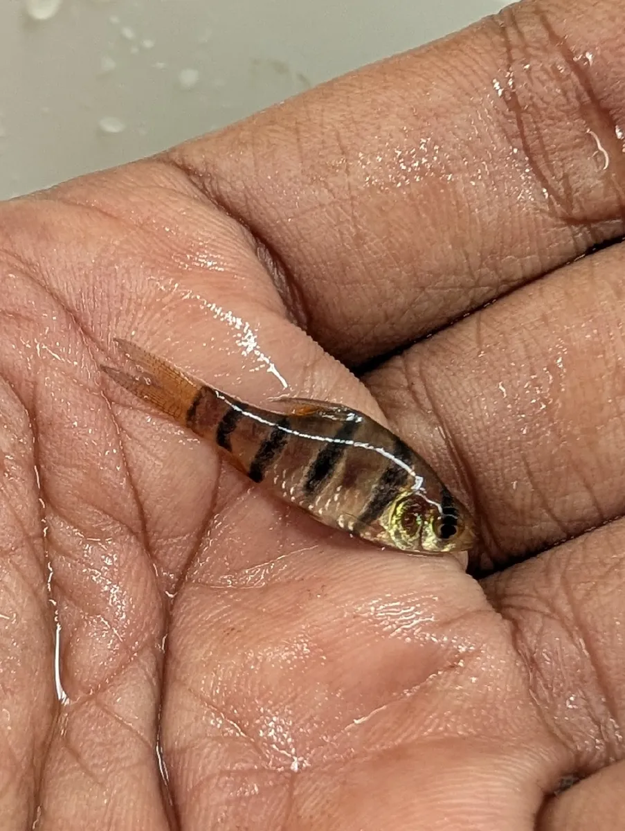 Desmopuntius (Desmopuntius spp.)