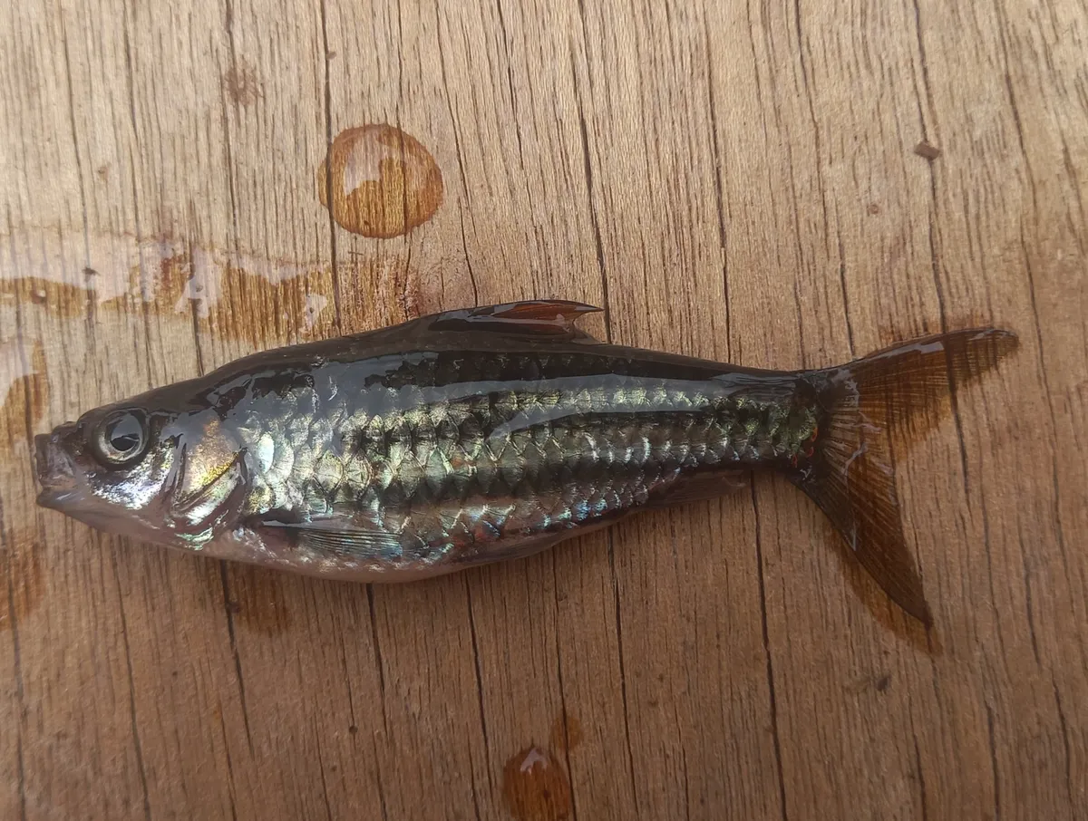 Miniatura: Desmopuntius (Desmopuntius spp.)
