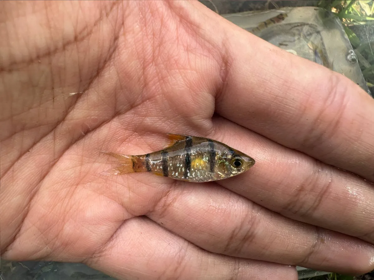 Miniatura: Desmopuntius (Desmopuntius spp.)