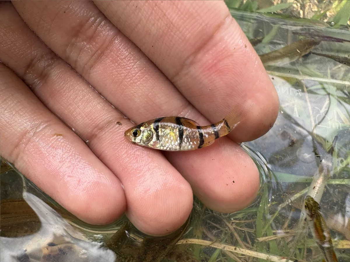 Miniatura: Desmopuntius (Desmopuntius spp.)