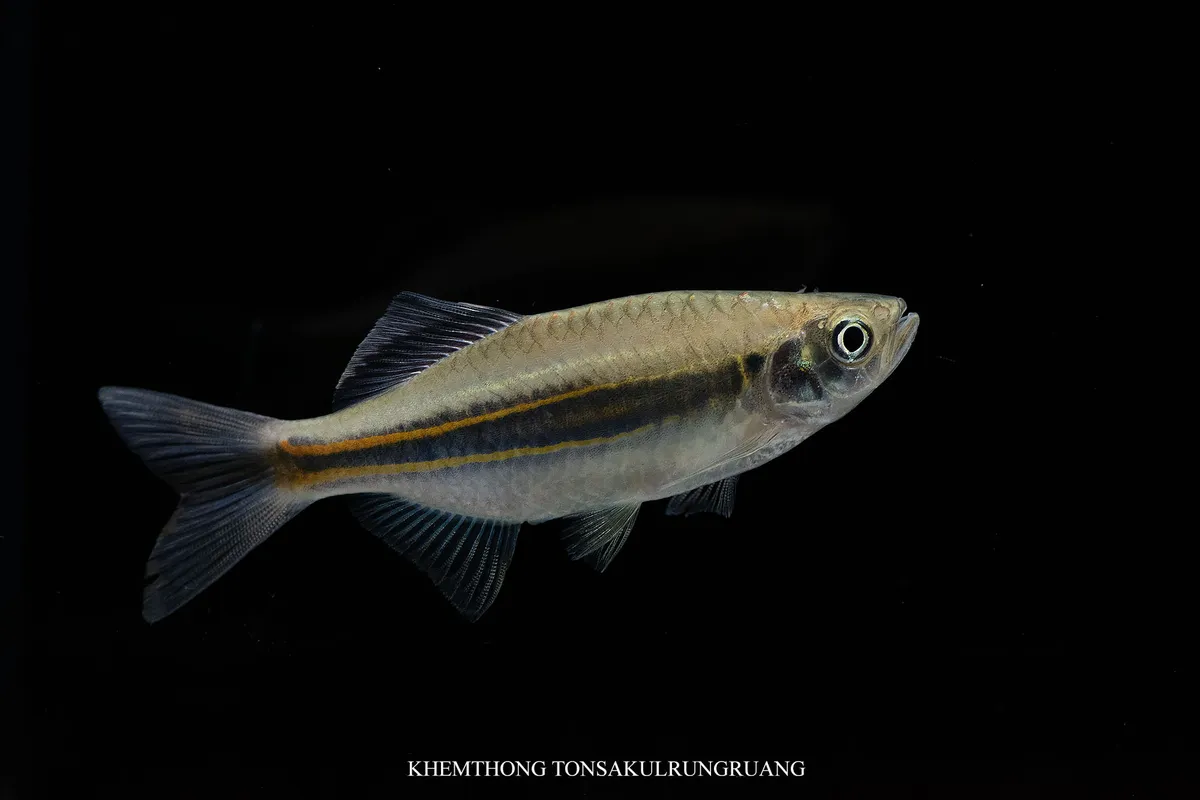 Devario (Devario spp.)